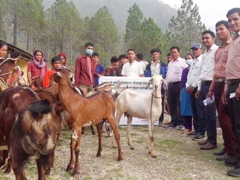 सल्यान बनगाडका कृषकलाई बाख्रा 
